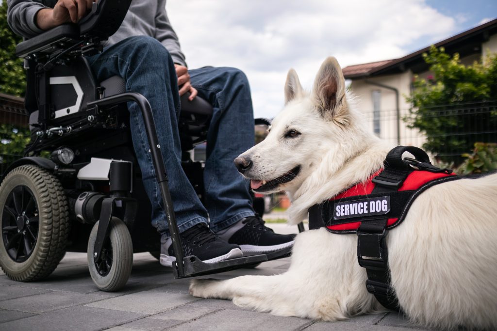 Service dog laying on ground at the feet of person in wheelchair